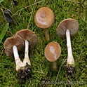 Cortinarius paragaudis